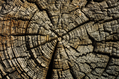 Rings in a log